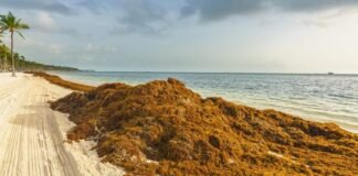Quintana Roo ante el sargazo: una propuesta legislativa para la colaboración internacional