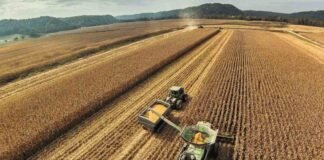 Asimetría de riesgos y retornos en el arrendamiento de tierras: el caso del cultivo de soja en Brasil